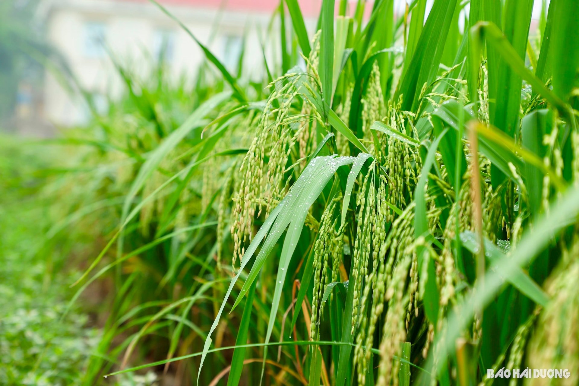 Các trà lúa, giống lúa trổ bông thuận lợi, bông to, dài, tỷ lệ hạt lép lửng thấp hơn những năm trước, triển vọng cho năng suất cao
