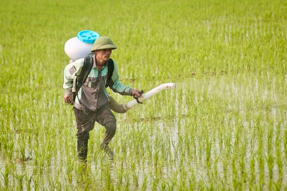 So với vụ đông xuân 2023 - 2024, vụ lúa đông xuân 2024 - 2025 ít sâu bệnh gây hại hơn. Một số đợt sâu bệnh rộ như sâu cuốn lá, đạo ôn... đều được nông dân trong tỉnh chủ động phòng trừ hiệu quả theo khuyến cáo của ngành chuyên môn