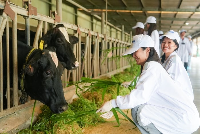 Bí quyết đằng sau dòng sữa sóng sánh, hậu vị cỏ hoa Vinamilk Green Farm- Ảnh 5.