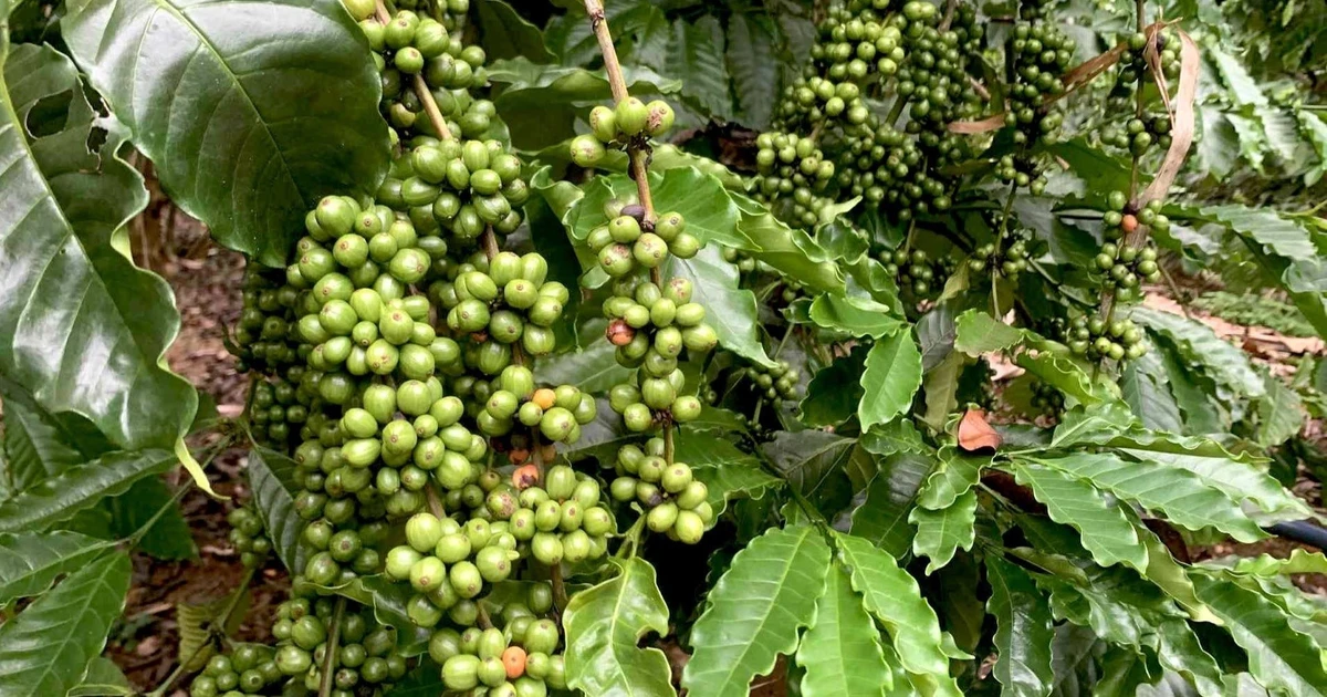 Giá cà phê Tây Nguyên tiếp tục tăng, tiệm cận mốc 95.000 đồng/kg