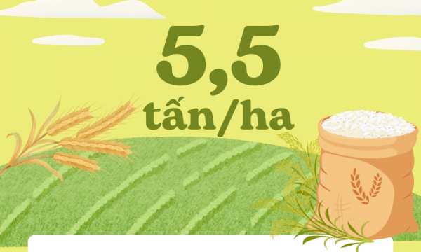 5.5 tons/ha - is the estimated average yield of spring rice crop in the whole province this year.