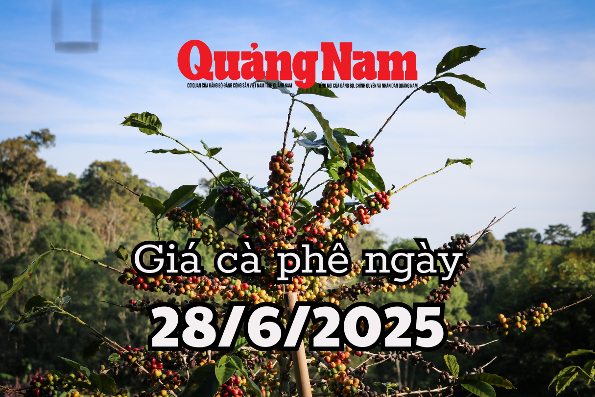 Giá cà phê hôm nay 28 6 2025 Bà Rịa, Đắk Lắk và Đắk Nông đuổi sát nút