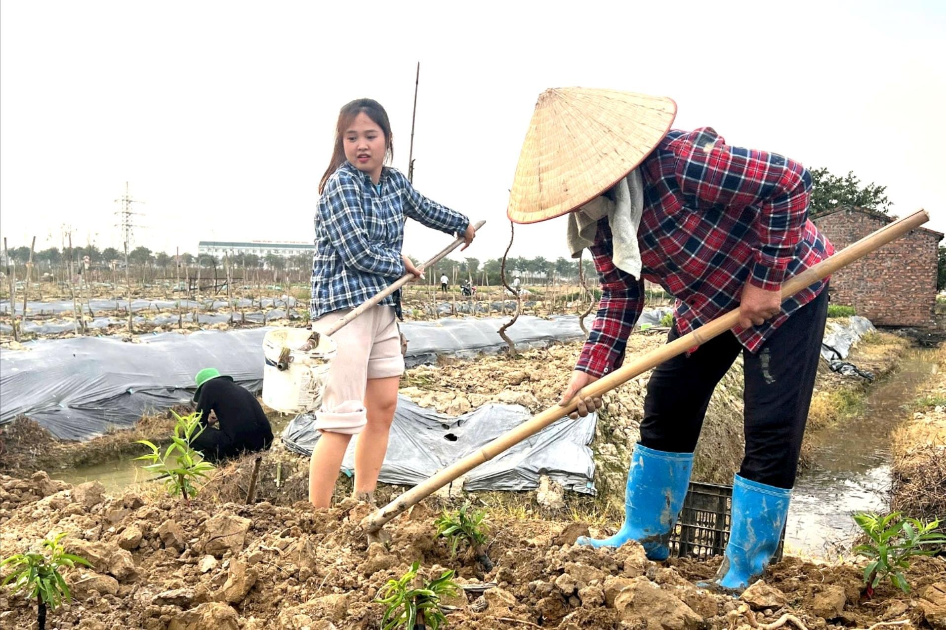 Hải Dương hỗ trợ thuê đất cho 39 chủ thể sản xuất hàng hóa lớn