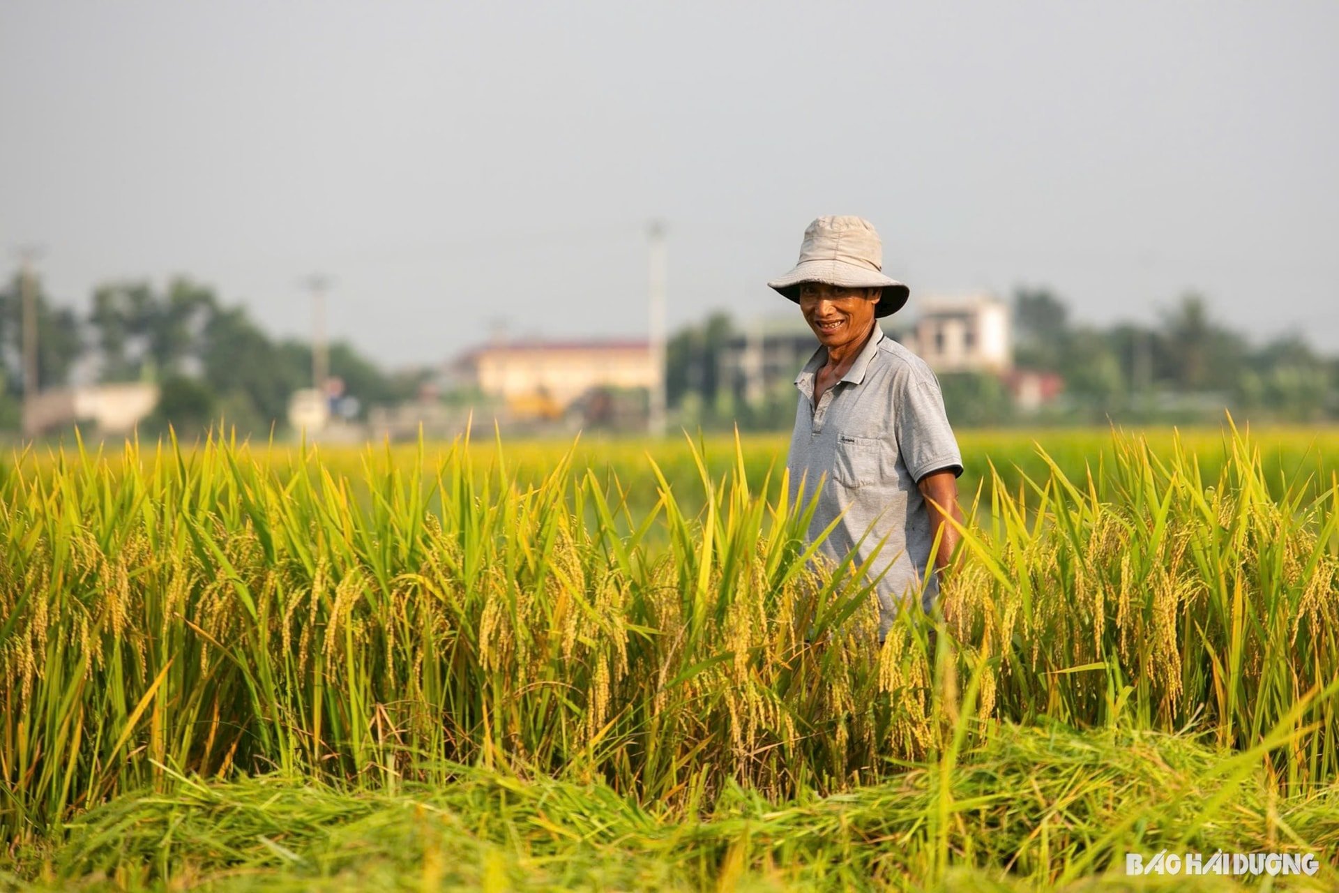 Từ cuối tháng 5, nông dân trong tỉnh bắt đầu thu hoạch rộ lúa đông xuân. Trong ảnh: Ông Nguyễn Văn Quang ở thôn Chỉ Chung, xã Lê Hồng (Thanh Miện) vui mừng vì lúa năm nay cho năng suất cao