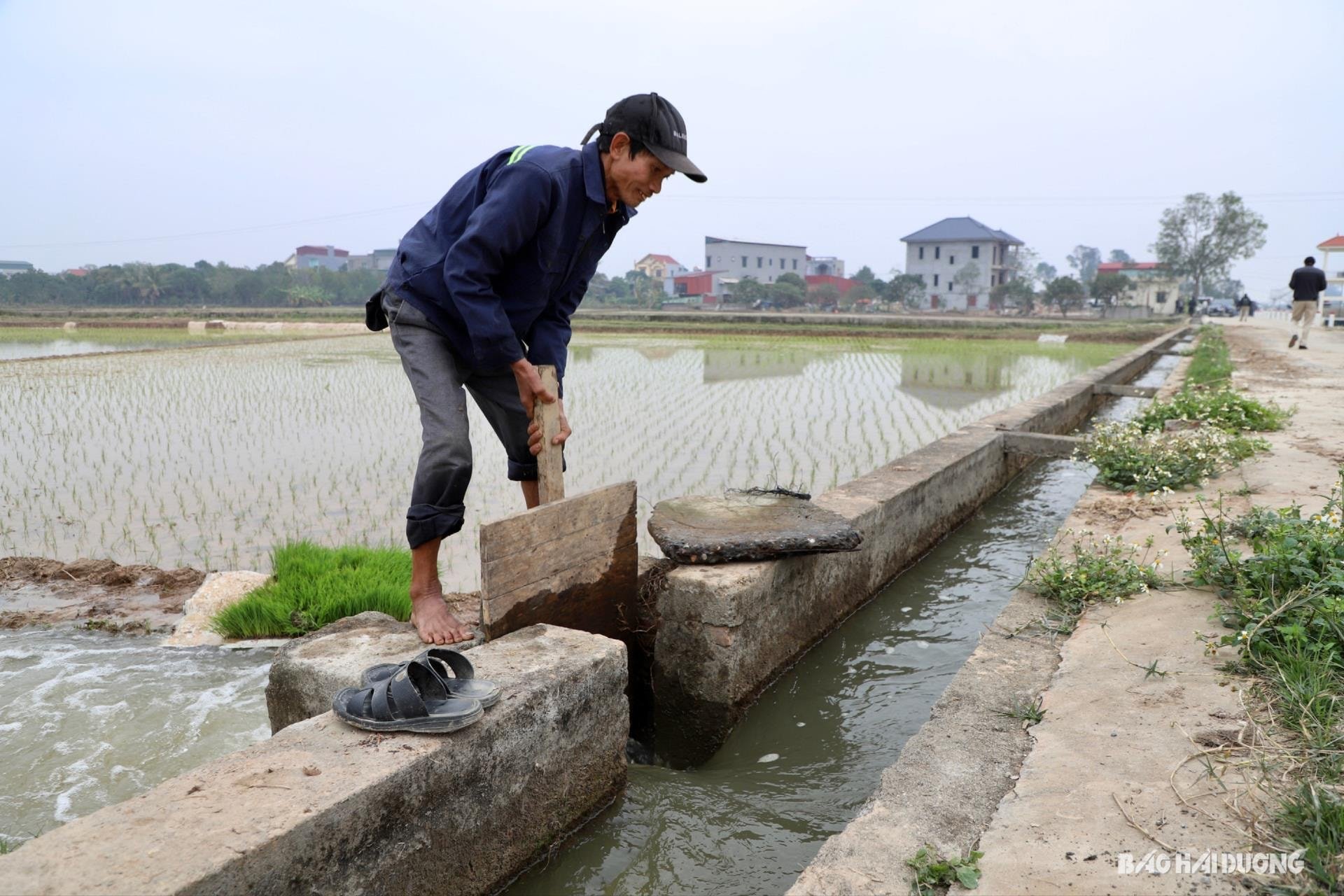 Vụ này, nguồn nước phục vụ sản xuất cơ bản dồi dào, ít bị ô nhiễm như những năm trước đó. Tình trạng hạn hán xảy ra ở Bình Giang từ vụ đông xuân 2023 - 2024 đã không còn lặp lại