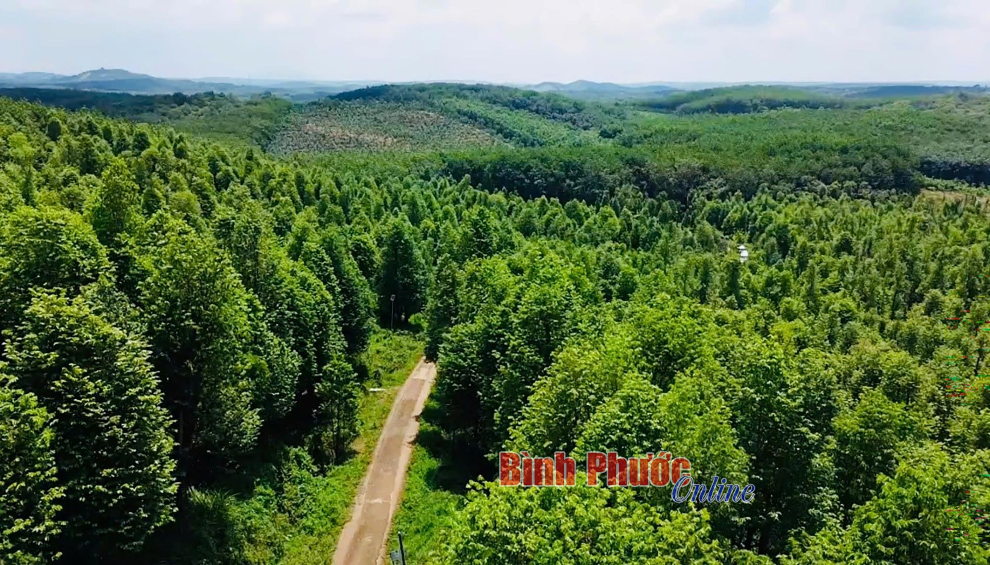 Dó bầu ‘chinh phục’ người mê trầm hương