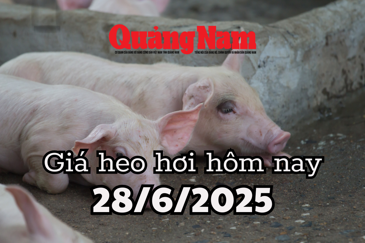 Giá heo hơi hôm nay 28 6 2025 Đỉnh giá 73.000 đồng kg đã biến mất