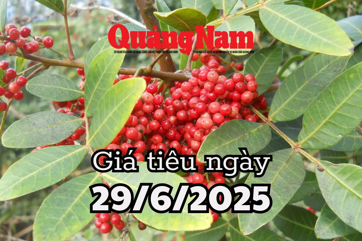 Tin tức, dự báo giá tiêu ngày mai 29 6 2025 đồng loạt tăng, khu vực chạm ngưỡng vàng