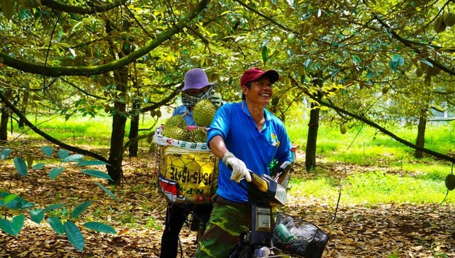 Hình ảnh nông dân Bà Rịa - Vũng Tàu tất bật thu hoạch sầu riêng xuất khẩu đi Trung Quốc- Ảnh 2.