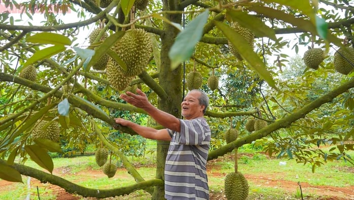 Hình ảnh nông dân Bà Rịa - Vũng Tàu tất bật thu hoạch sầu riêng xuất khẩu đi Trung Quốc- Ảnh 7.