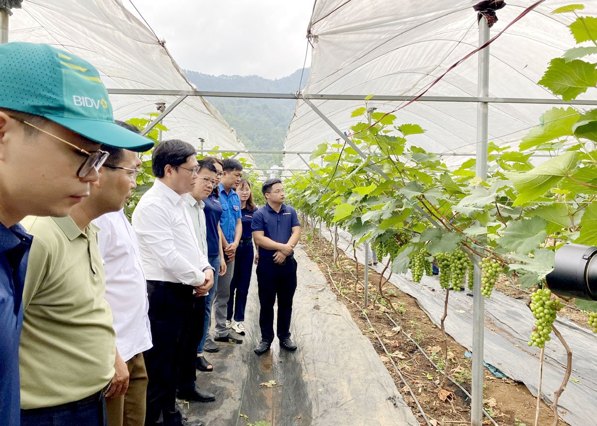 Lãnh đạo, cán bộ Báo Hà Giang và Báo Tuyên Quang thăm mô hình chuyển đổi đất trồng ngô sang trồng nho tại xã Lùng Tám, Quản Bạ.