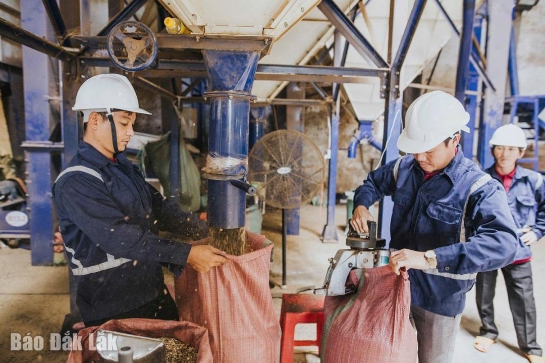 Cà phê là mặt hàng xuất khẩu chủ lực của Đắk Lắk sang thị trường EU. (Trong ảnh: Nhân viên Công ty TNHH PM Coffee, phường Thành Nhất, TP. Buôn Ma Thuột đang đóng gói cà phê nhân).