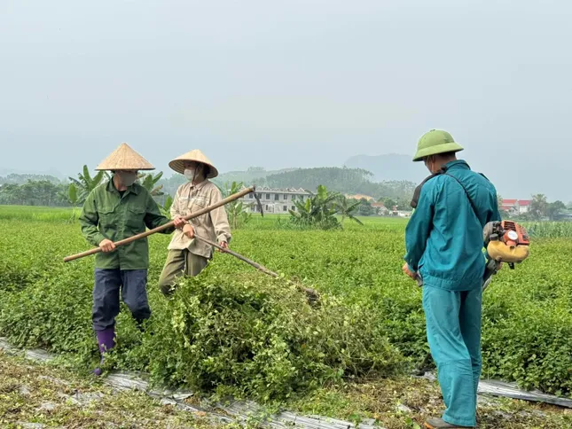 Après avoir quitté un emploi bien rémunéré, un jeune homme est retourné dans sa ville natale pour aider des dizaines de ménages agricoles à développer leur économie. Photo 2