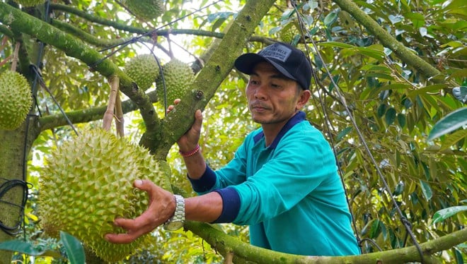 Hình ảnh nông dân Bà Rịa - Vũng Tàu tất bật thu hoạch sầu riêng xuất khẩu đi Trung Quốc- Ảnh 12.