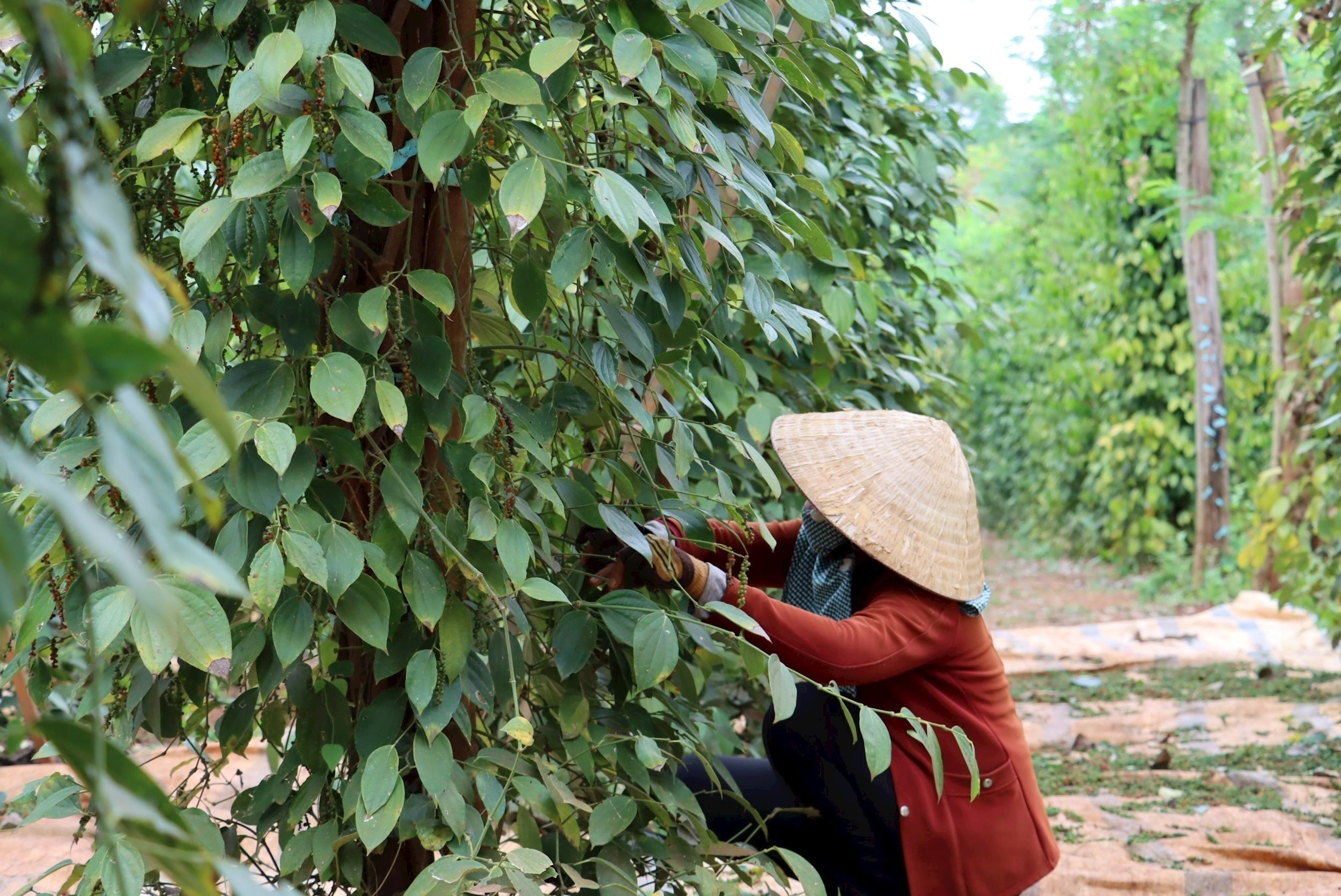 Giá tiêu hôm nay 29/6/2025: Tăng mạnh kỷ lục