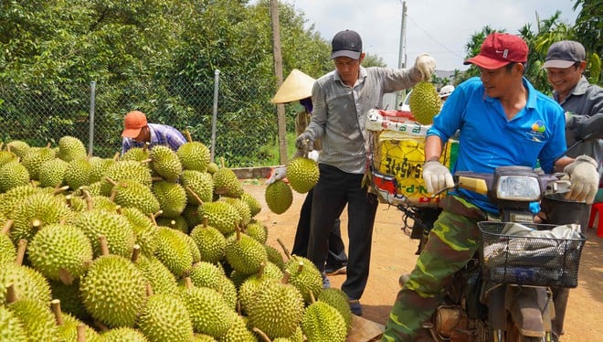 Hình ảnh nông dân Bà Rịa - Vũng Tàu tất bật thu hoạch sầu riêng xuất khẩu đi Trung Quốc- Ảnh 3.