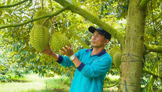 Hình ảnh nông dân Bà Rịa - Vũng Tàu tất bật thu hoạch sầu riêng xuất khẩu đi Trung Quốc- Ảnh 11.