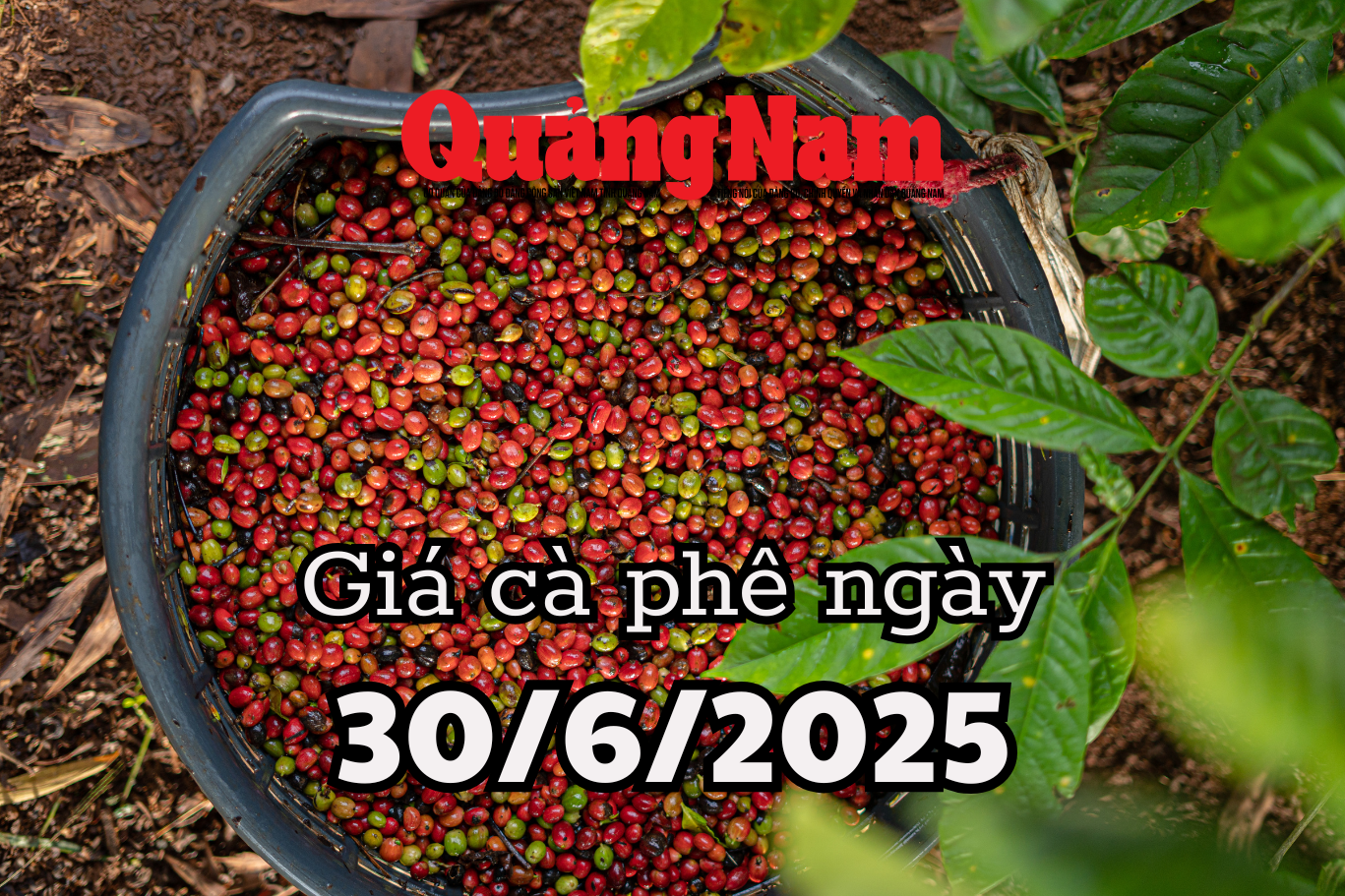 اخبار وتوقعات سعر القهوة غدا 30/6/2025 الوقت الذهبي للحسم