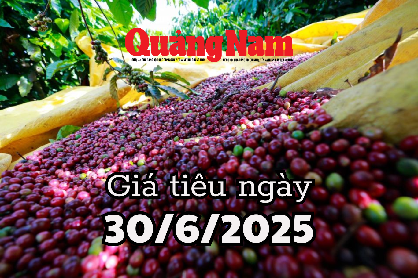 Tin tức, dự báo giá tiêu ngày mai 30 6 2025 lộ diện vùng xanh giá tiêu