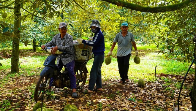 Hình ảnh nông dân Bà Rịa - Vũng Tàu tất bật thu hoạch sầu riêng xuất khẩu đi Trung Quốc- Ảnh 1.
