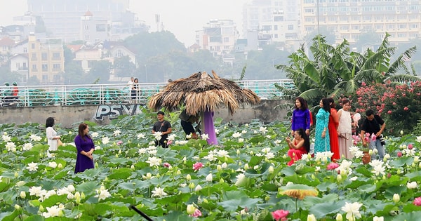 Mùa sen ở hồ Tây