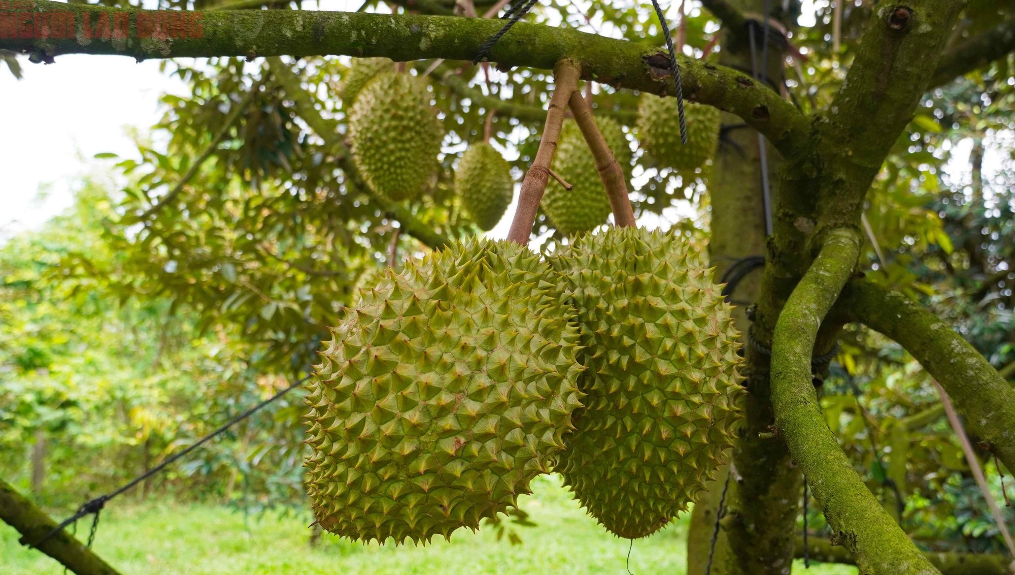 Hình ảnh nông dân Bà Rịa - Vũng Tàu tất bật thu hoạch sầu riêng xuất khẩu đi Trung Quốc- Ảnh 14.
