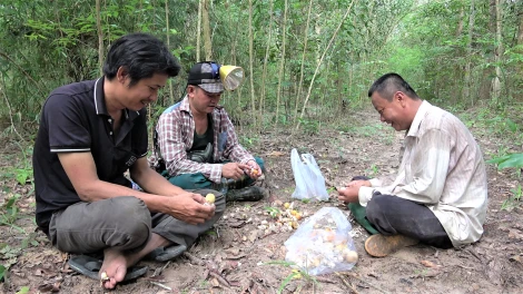 រដូវបរបាញ់ផ្សិត