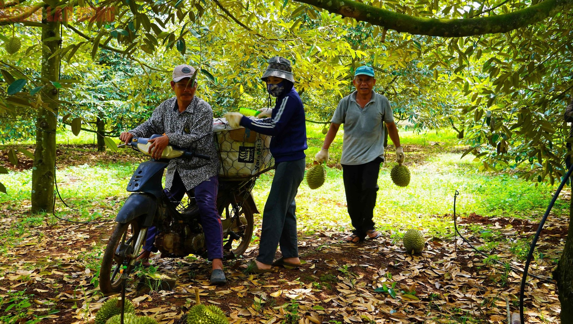 Hình ảnh nông dân Bà Rịa - Vũng Tàu tất bật thu hoạch sầu riêng xuất khẩu đi Trung Quốc- Ảnh 9.