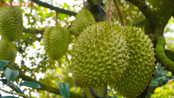 Hình ảnh nông dân Bà Rịa - Vũng Tàu tất bật thu hoạch sầu riêng xuất khẩu đi Trung Quốc- Ảnh 8.