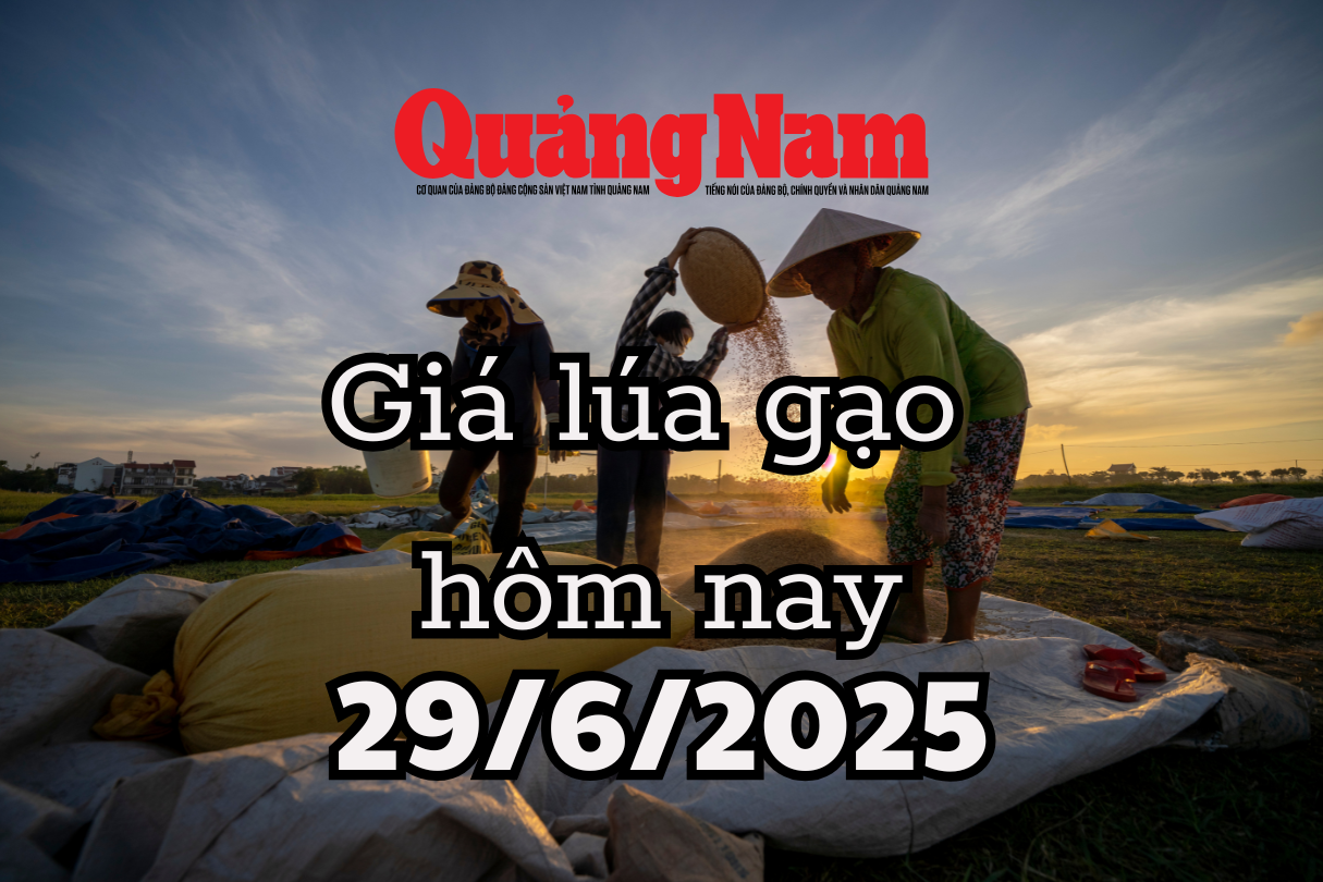 Giá lúa gạo hôm nay 29 6 2025 Nhật Bản khát gạo, cơ hội vàng cho xuất khẩu Việt Nam