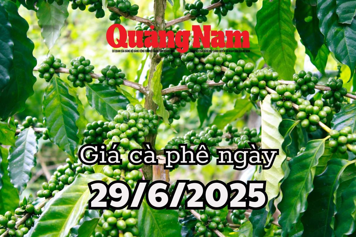 Giá cà phê hôm nay 29 6 2025 tại Tây Nguyên ổn định, Gia Lai đuổi sát nút Đắk Lắk và Đắk Nông với mức giá quanh 94.000 đồng kg.