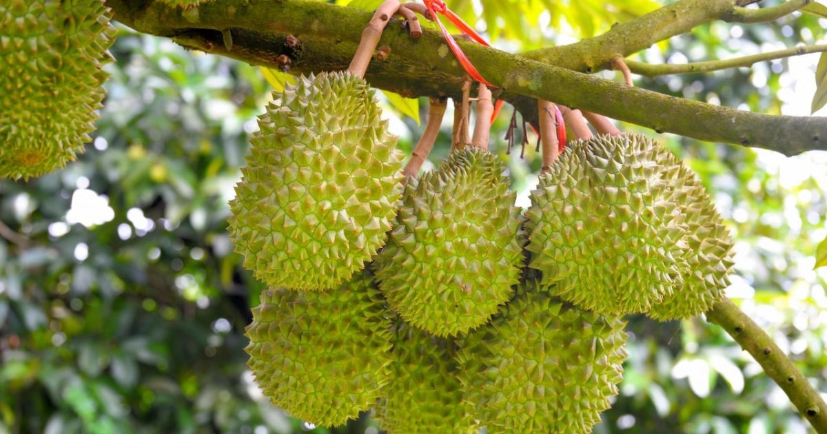 Giá sầu riêng hôm nay 29/6: Sầu riêng cuối vụ bị ép...