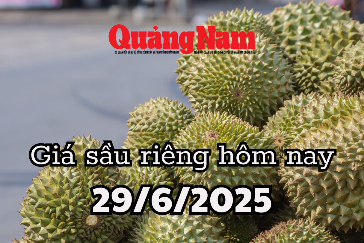 Giá sầu riêng ngày 29 6 2025 giảm mạnh, nông dân miền Tây khó khăn khi không thể cắt giảm chi phí chăm sóc vì lo cây suy kiệt, mất trắng