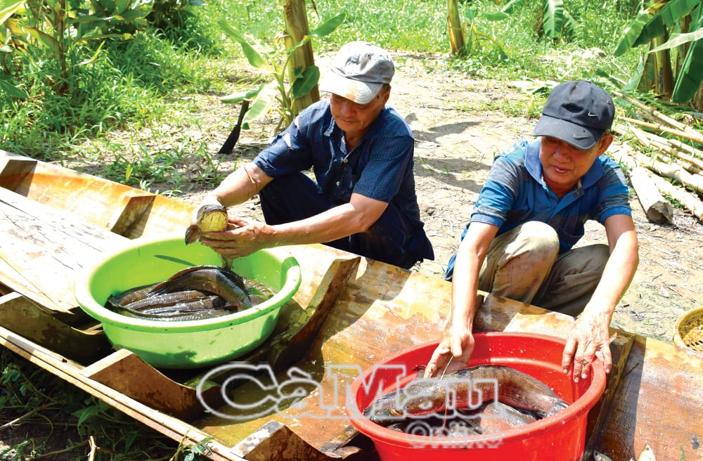 Người dân chọn những con cá lóc to, tươi ngon và thả lại môi trường tự nhiên những con cá nhỏ, chưa đủ kích cỡ.