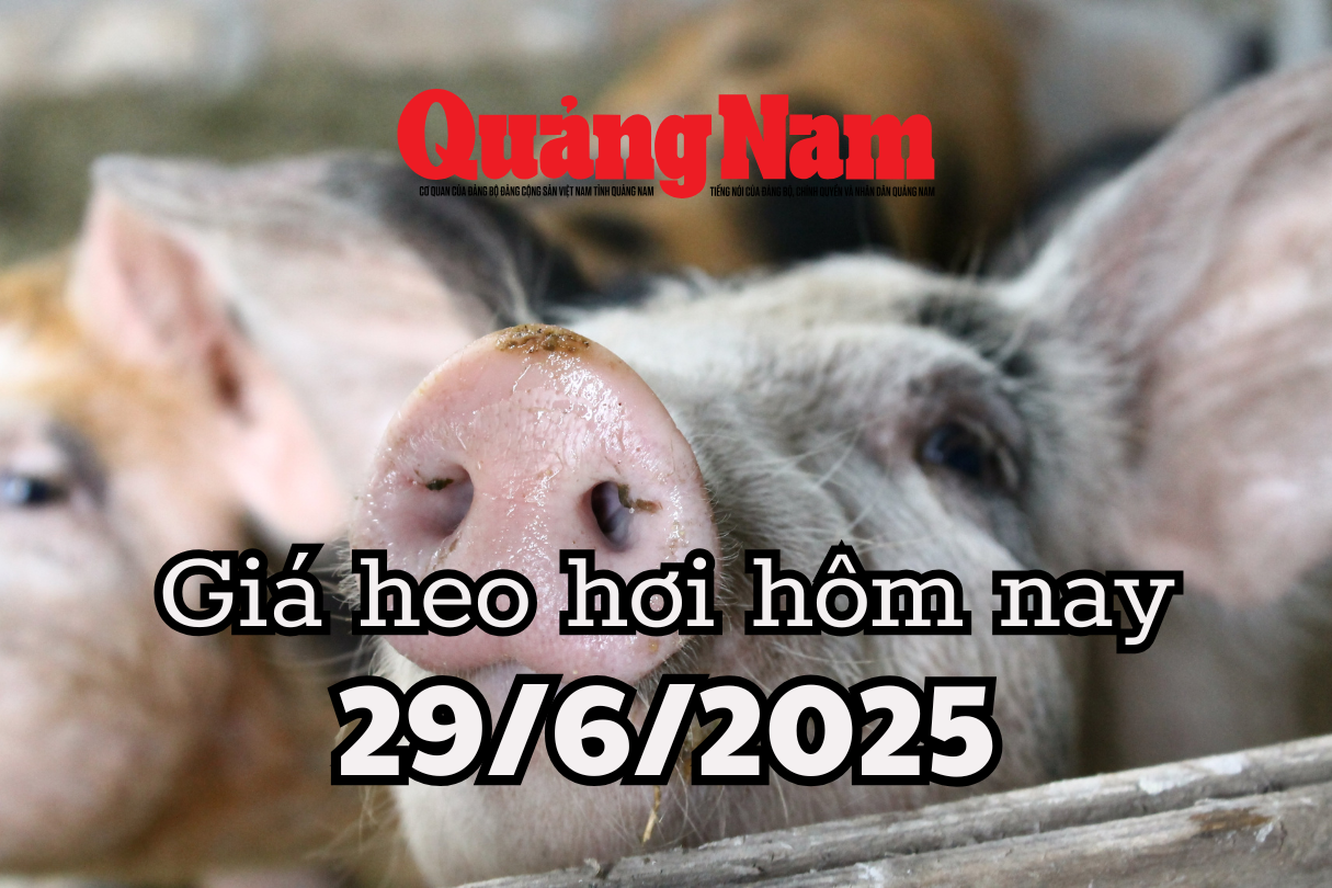Giá heo hơi hôm nay 29 6 2025 Giá heo miền Nam tiếp tục bốc hơi sau khi mất đỉnh