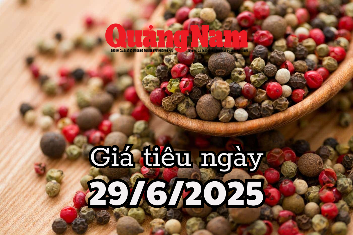 Giá tiêu hôm nay 29 6 2025 Đắc Lắk, Đắk Nông và Bà Rịa vẫn ở top đỉnh giá