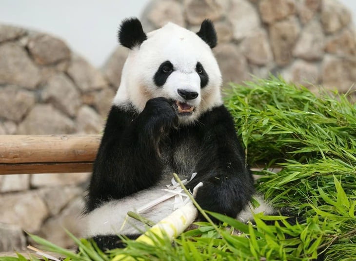 gấu trúc - Ảnh 1.