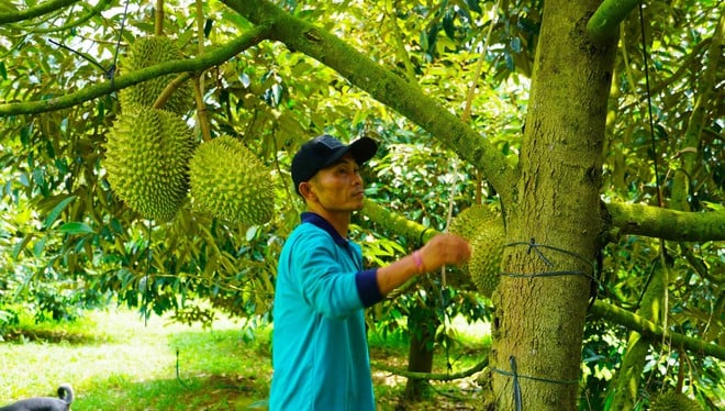 Hình ảnh nông dân Bà Rịa - Vũng Tàu tất bật thu hoạch sầu riêng xuất khẩu đi Trung Quốc- Ảnh 13.