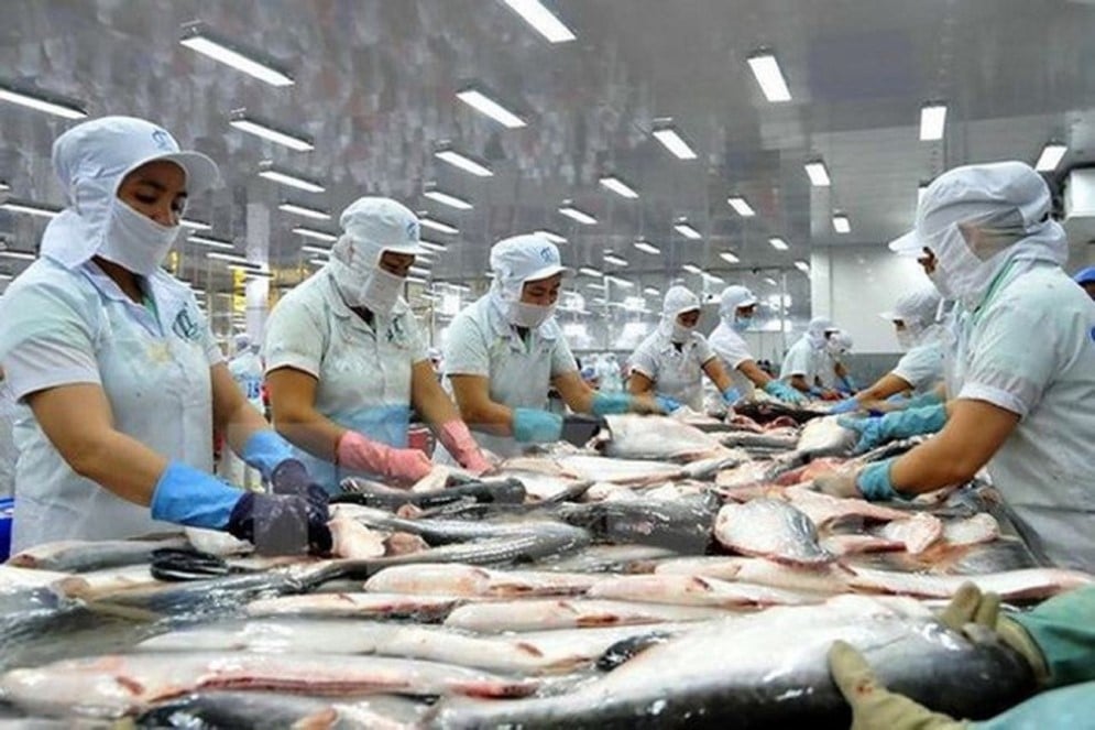Chế biến cá tra xuất khẩu – mặt hàng Việt Nam vừa hưởng lợi tại thị trường Hoa Kỳ.
