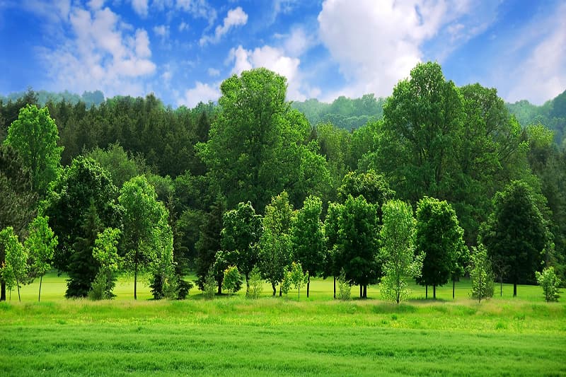 Tổ chức WWF tài trợ hơn 114,8 tỉ đồng thực hiện các giải pháp thuận thiên trong lĩnh vực lâm nghiệp và môi trường