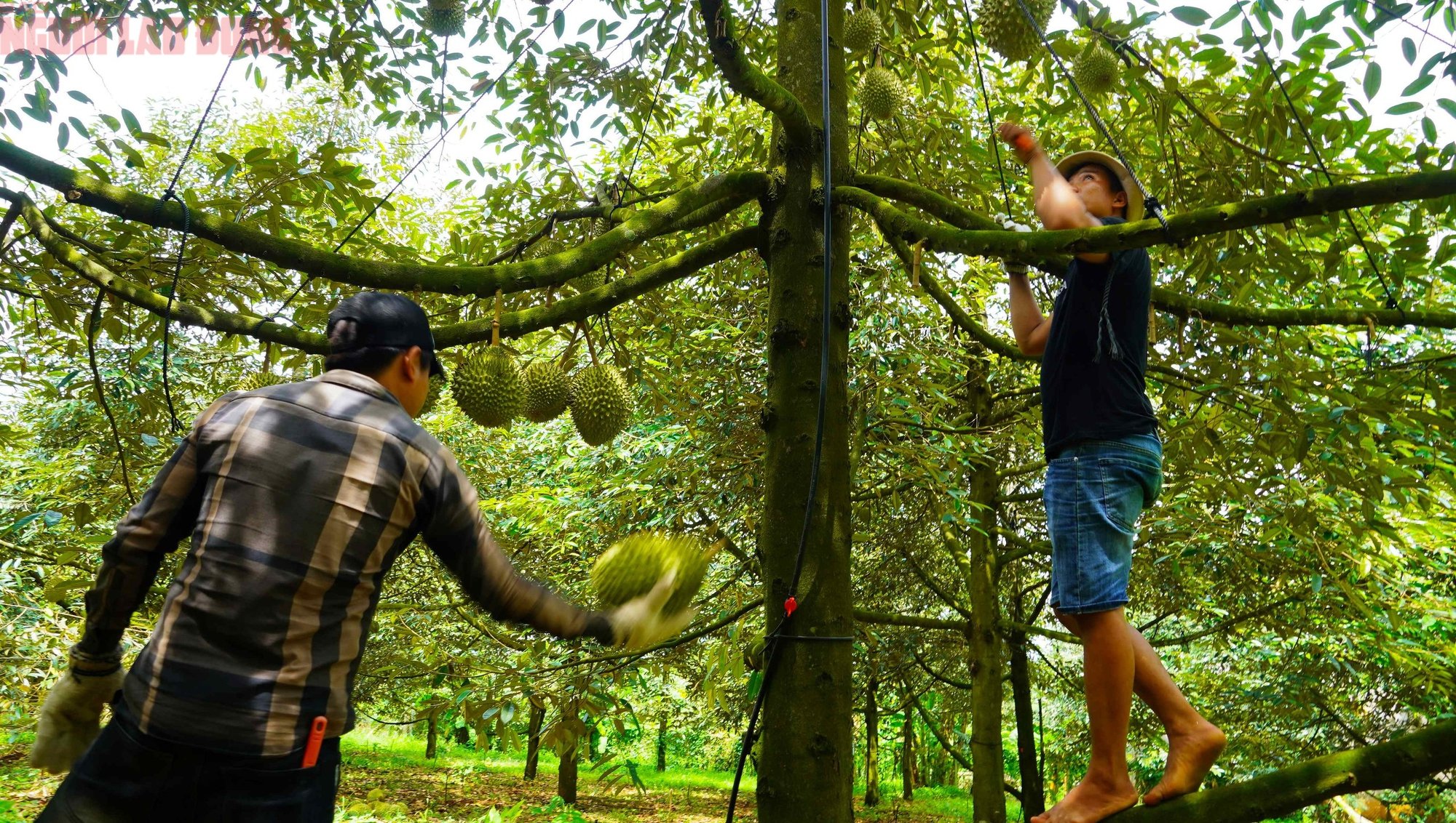 Hình ảnh nông dân Bà Rịa - Vũng Tàu tất bật thu hoạch sầu riêng xuất khẩu đi Trung Quốc- Ảnh 15.