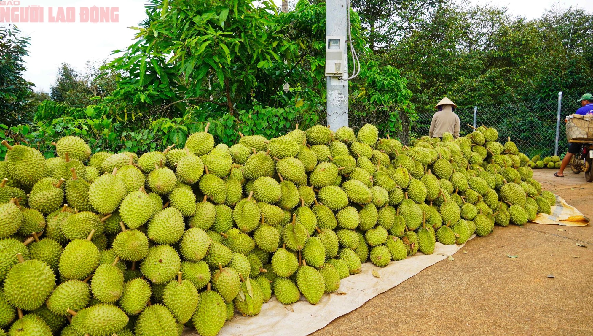 Hình ảnh nông dân Bà Rịa - Vũng Tàu tất bật thu hoạch sầu riêng xuất khẩu đi Trung Quốc- Ảnh 17.