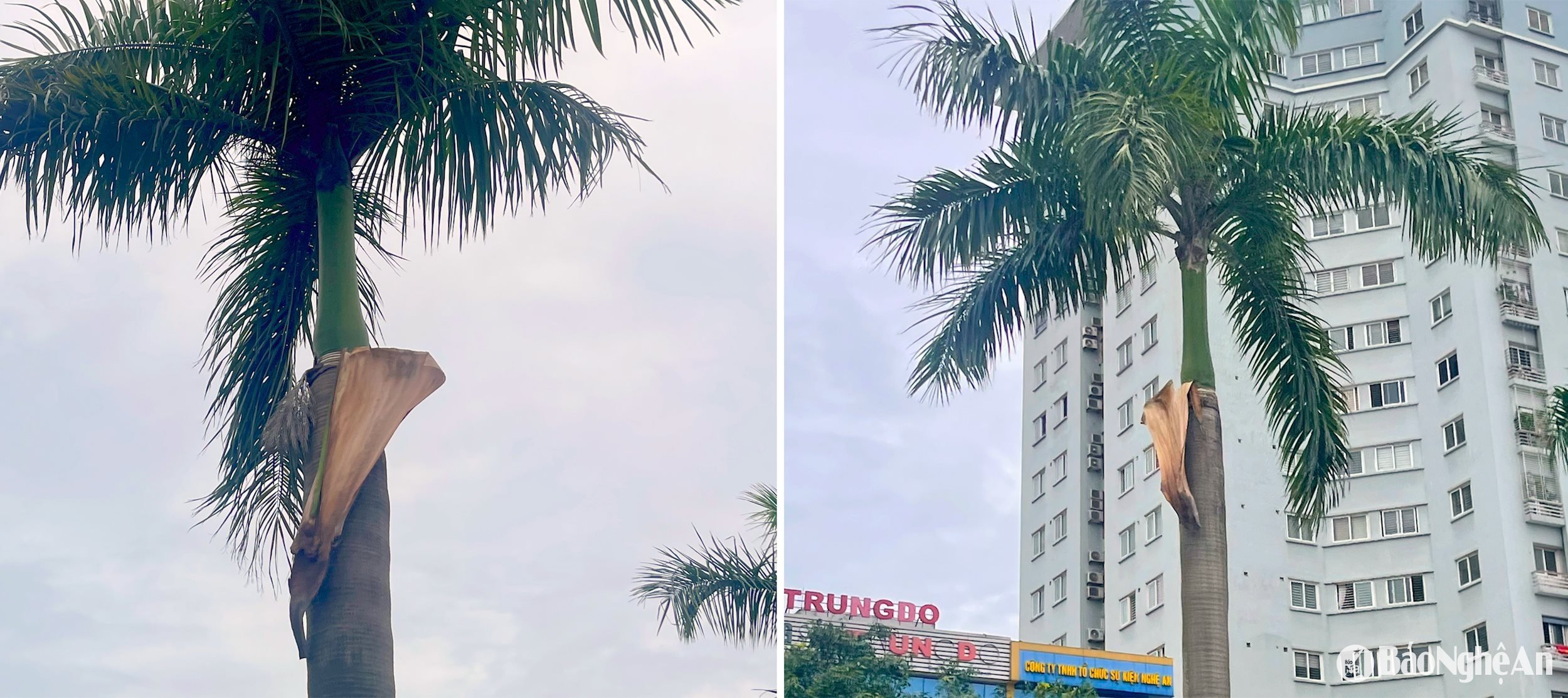 bna_cay.jpg