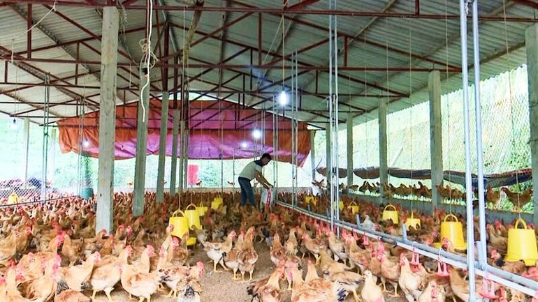phu-binh-2.jpg
