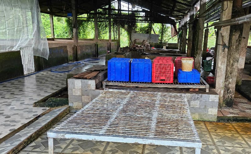 ภาพระยะใกล้ของโรงฆ่าสุกรของบริษัท C.P Vietnam ในเขต My Xuyen -0