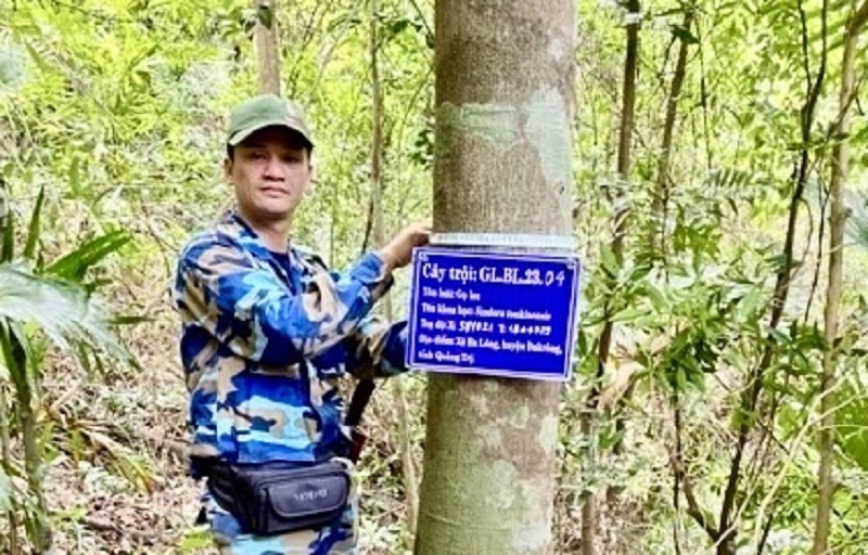 Đi tìm “cây trội” giữa đại ngàn rừng Đakrông -0