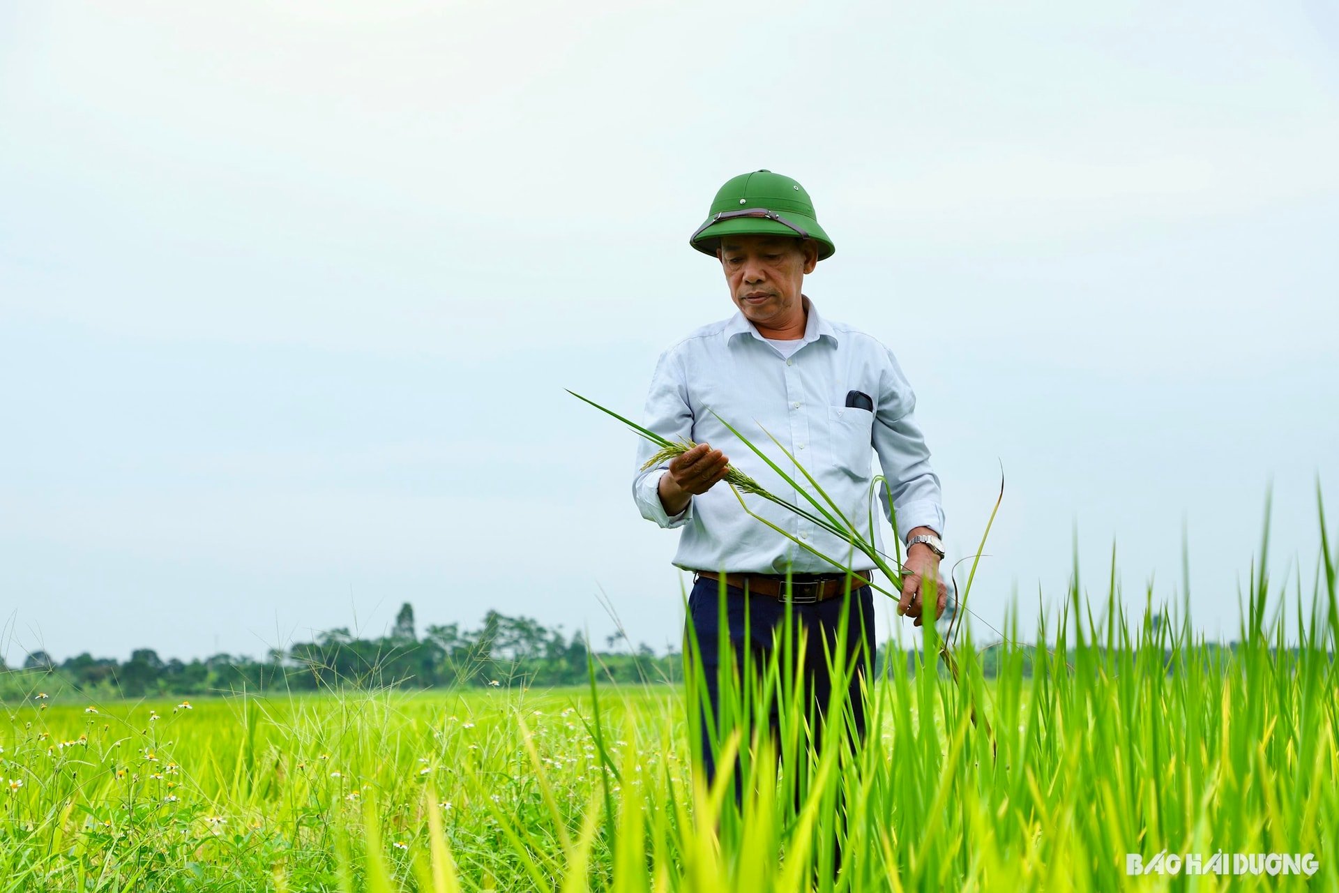 កិច្ចសហប្រតិបត្តិការកសិកម្ម.jpg