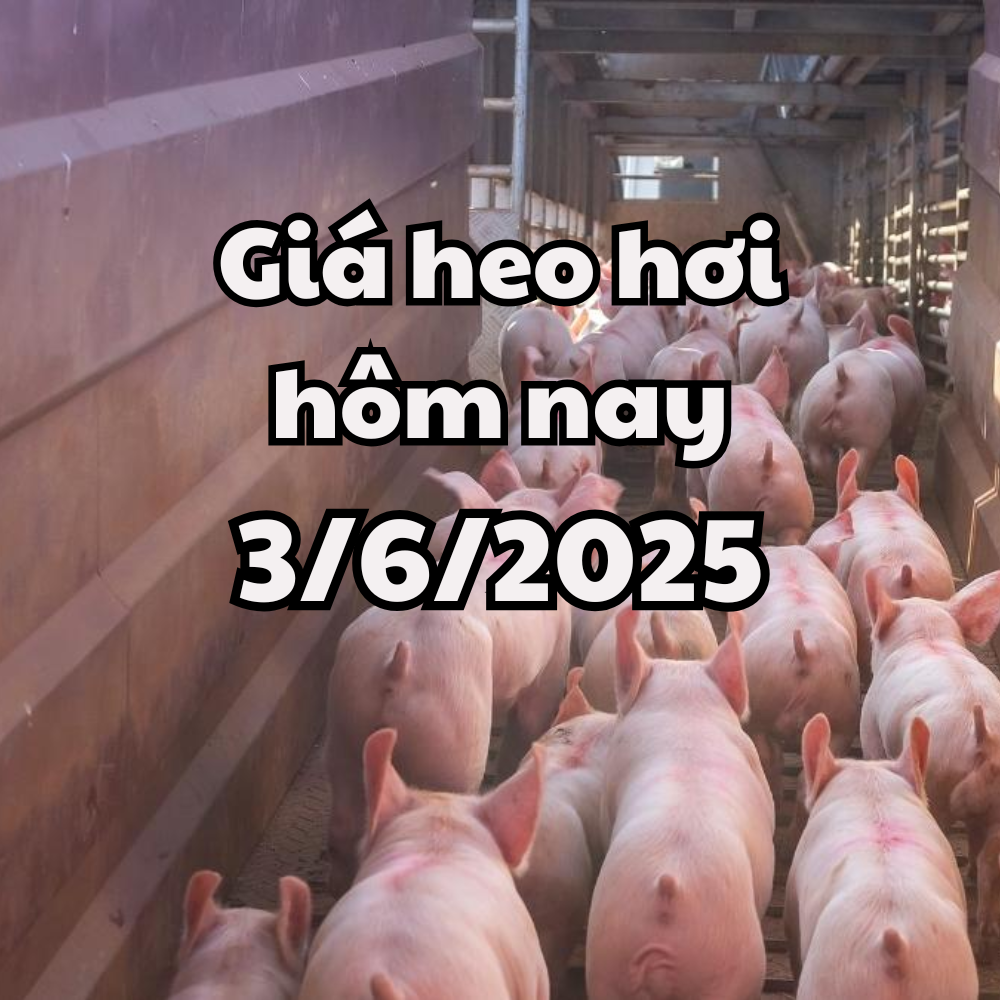 ราคาหมูวันนี้ 3 6 2025 หมดพีค ภาคใต้ลดฮวบ