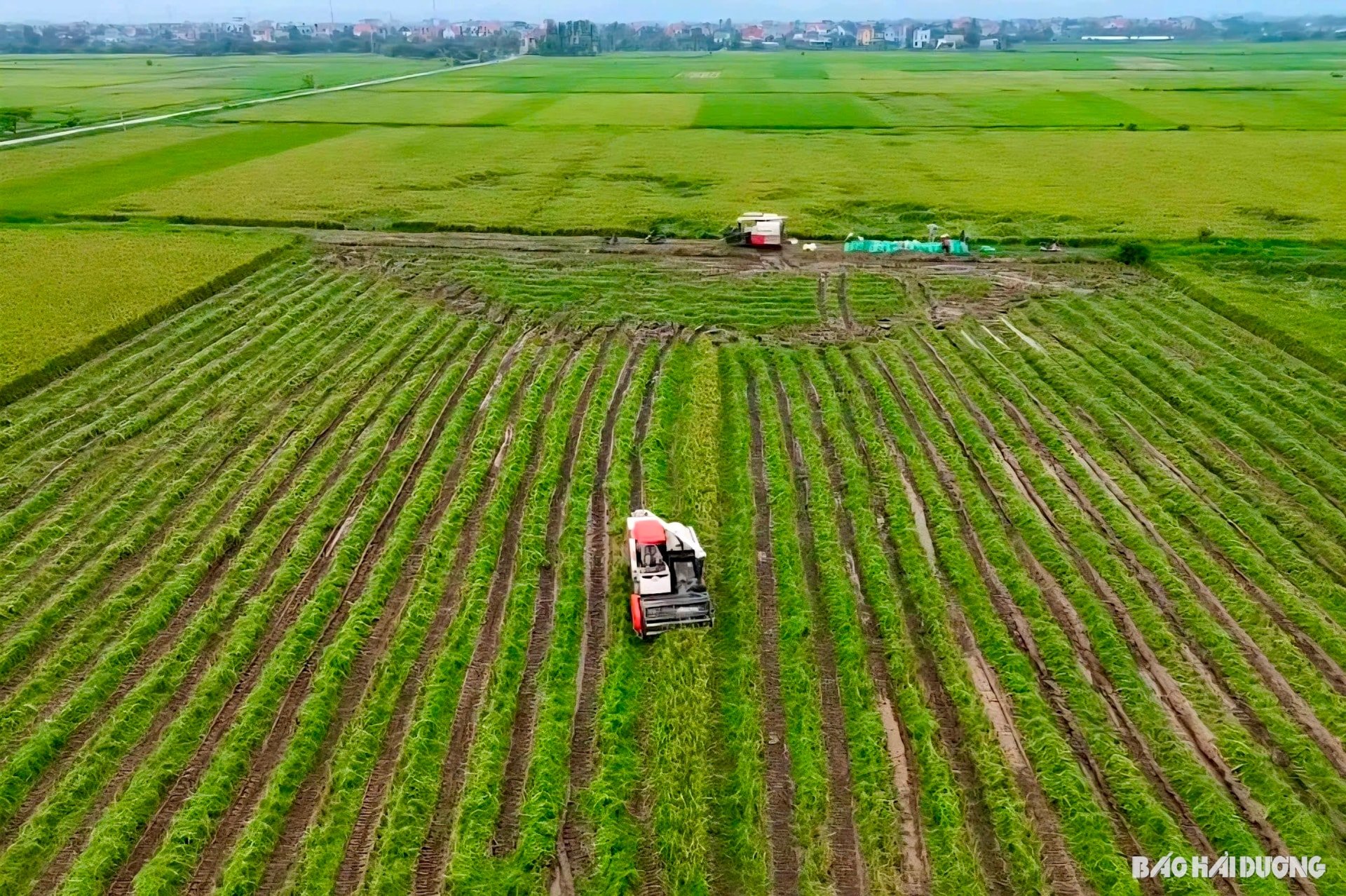 Agriculture-services.jpg