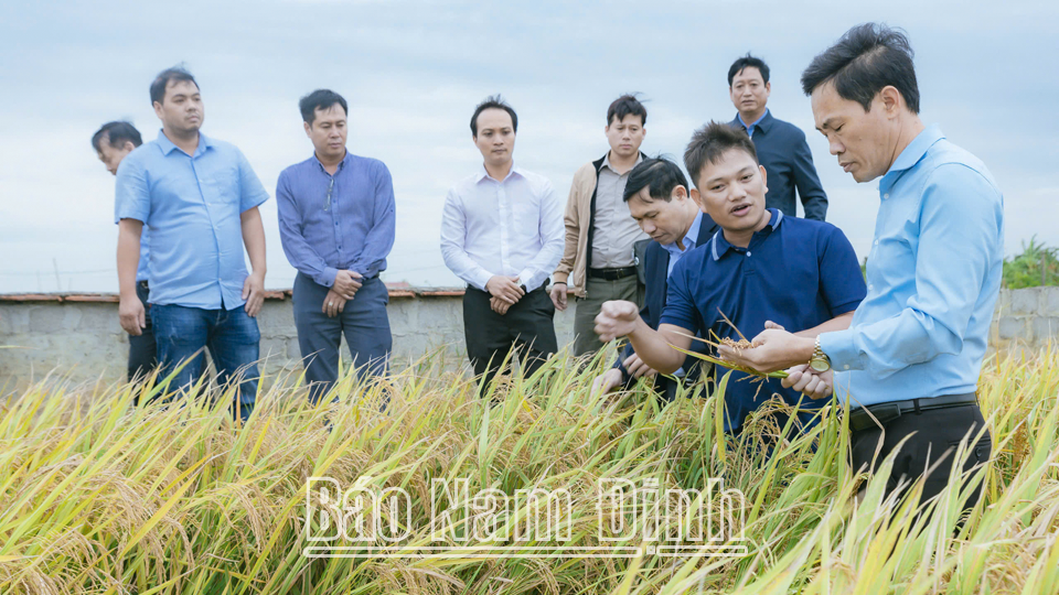 Hợp tác xã thanh niên Nam Đại Dương (Nghĩa Hưng) liên kết thực hiện mô hình ứng dụng công nghệ trồng lúa không cày xới và dinh dưỡng tuần hoàn tại chỗ ở huyện Vụ Bản.
